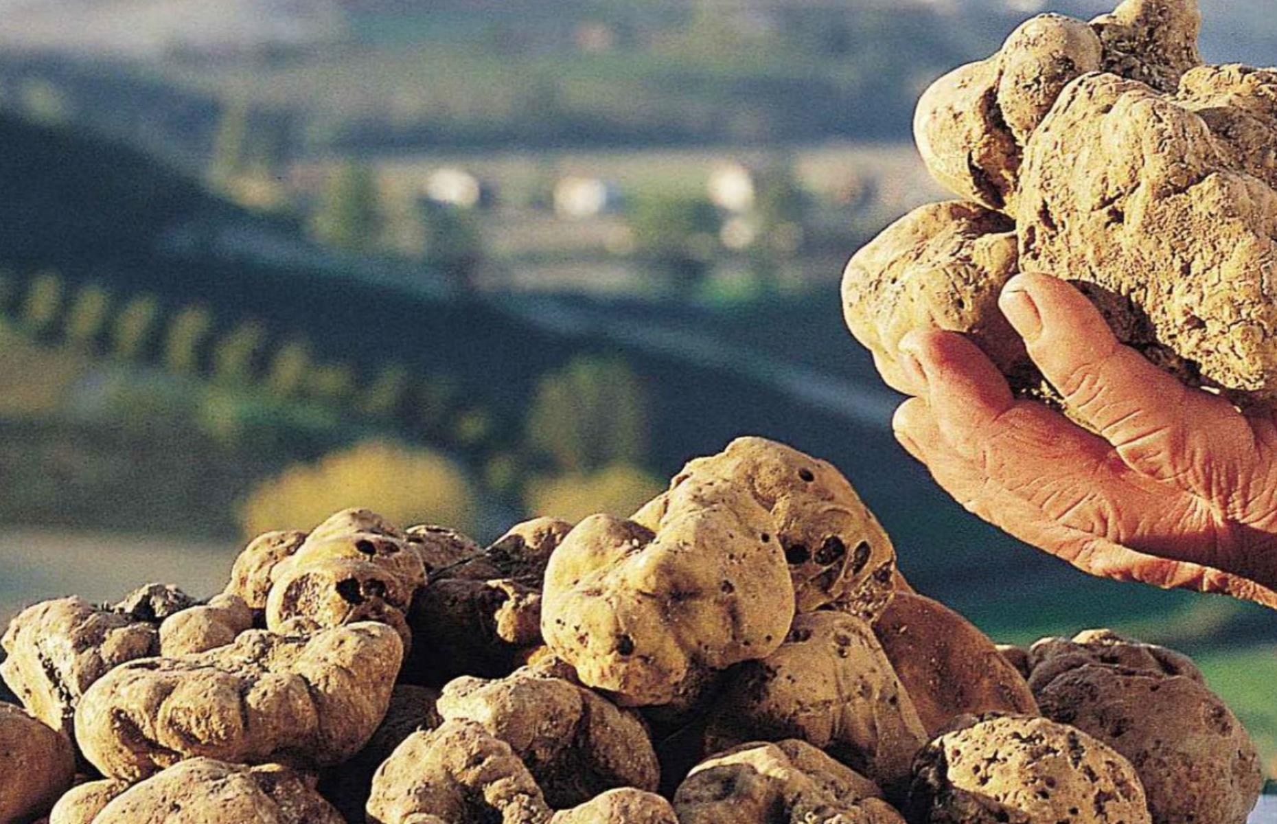 International Alba White Truffle Fair, Italy